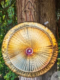 Planetary Gong Sun 3.40 kg / 7.50 lb